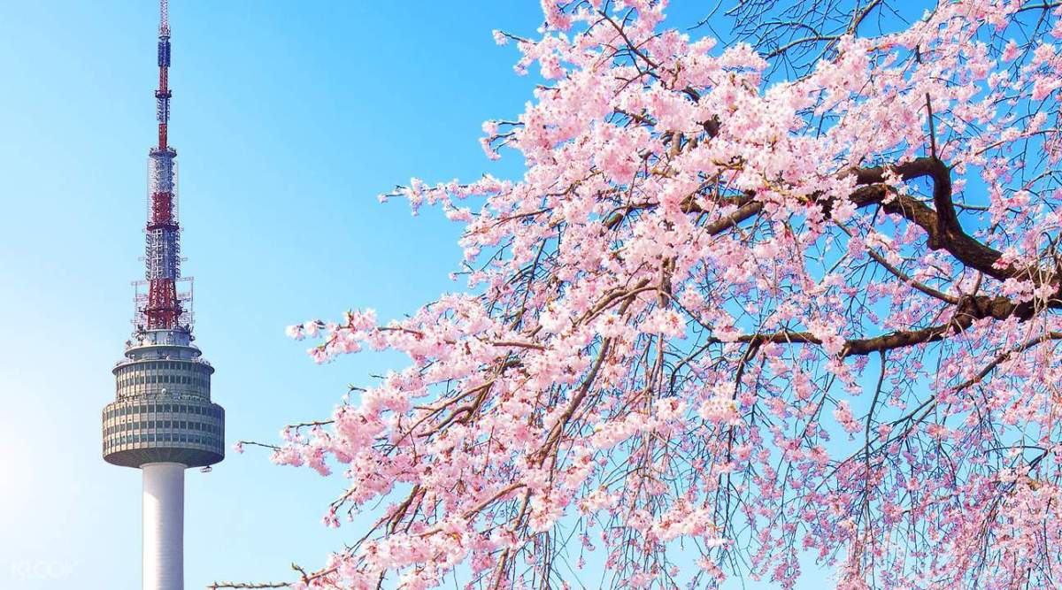 Lễ Hội Thưởng Hoa Anh Đào Của Người Nhật