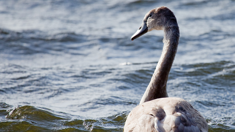 Các Vấn Đề Vĩ Mô Bủa Vây Thị Trường Toàn Cầu