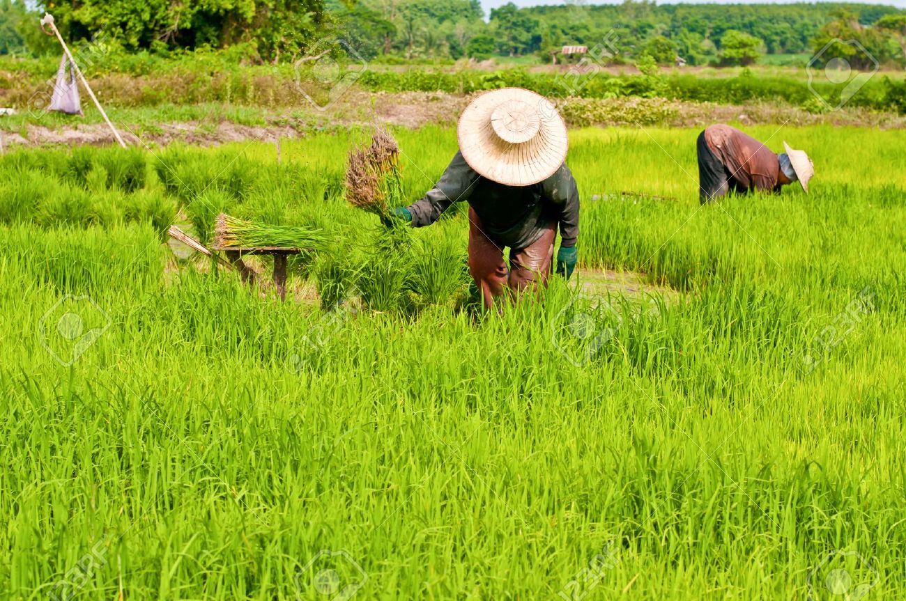 Hàng Nông Nghiệp Mang Lại Lợi Thế Như Thế Nào Cho Bắc Kinh Trong Cuộc Chiến Thương Mại Với Washington?