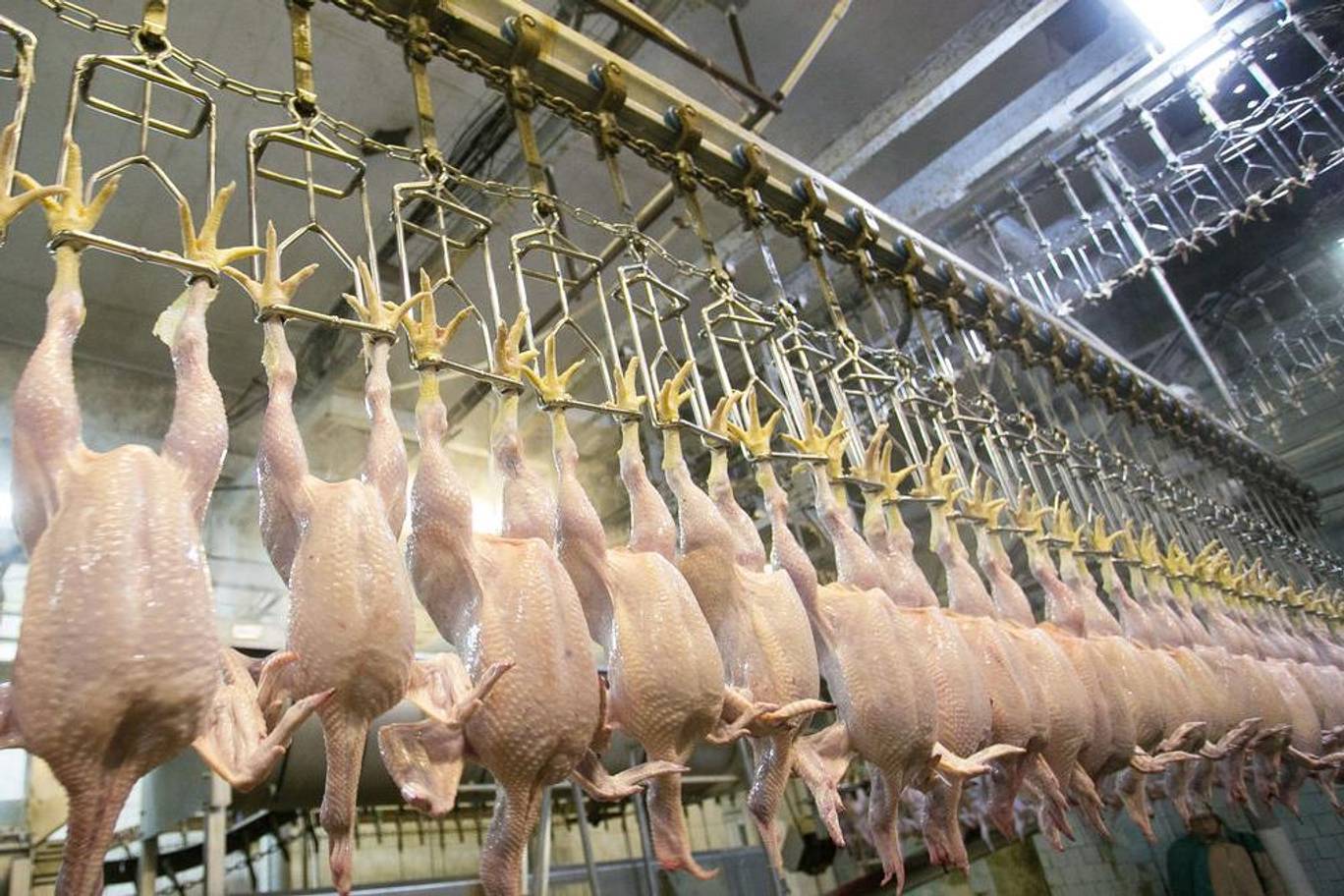 EU Chọn Gà Hay Chọn Ôtô?