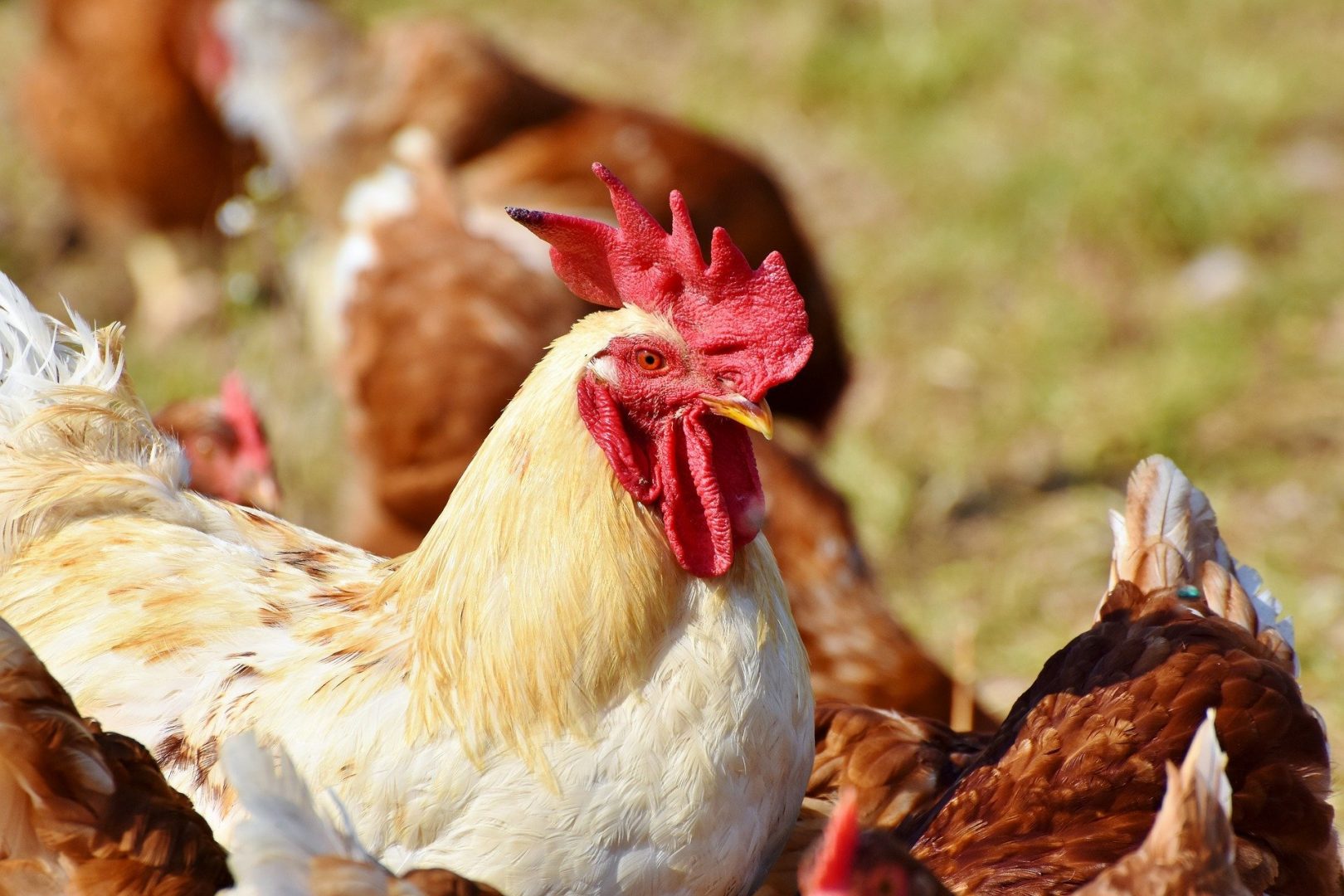 Trung Quốc Xuất Hiện Ổ Dịch Cúm Gia Cầm H5N6