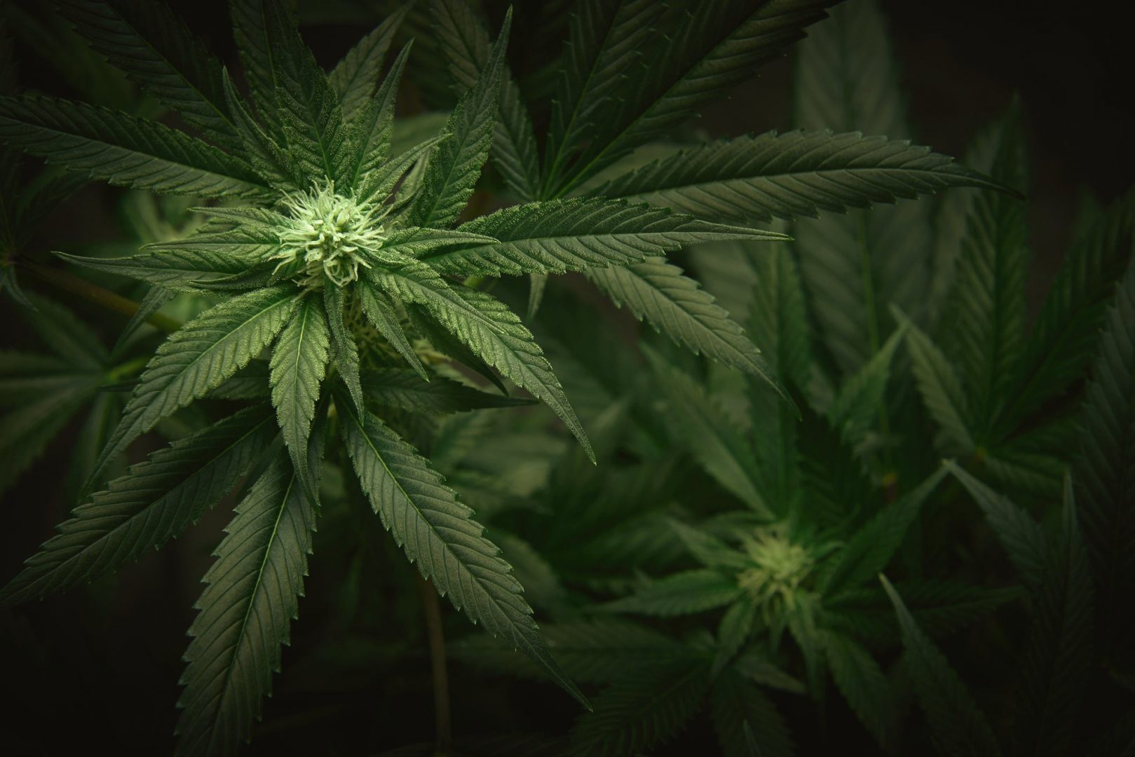 Cổ Phiếu Tilray Tăng Vọt BTCT: Lợi Nhuận Bất Ngờ