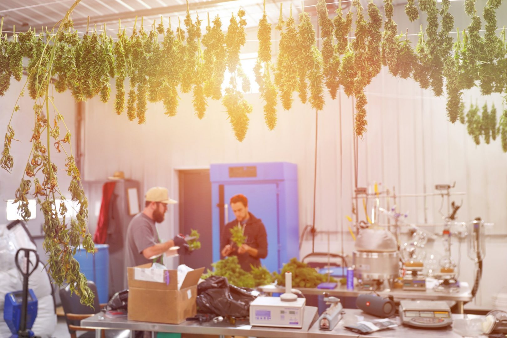 Cổ Phiếu Tilray (NASDAQ: TLRY) Có Thực Sự Hấp Dẫn?