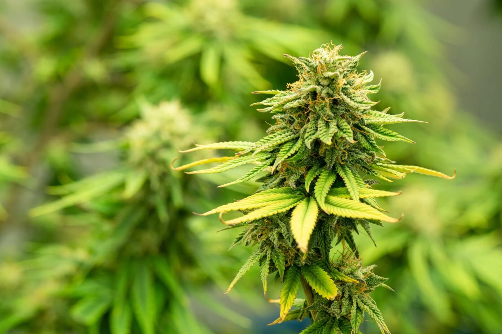 Mua ngay Tilray – cổ phiếu cần sa này có thể tăng 20x từ nay đến năm 2030