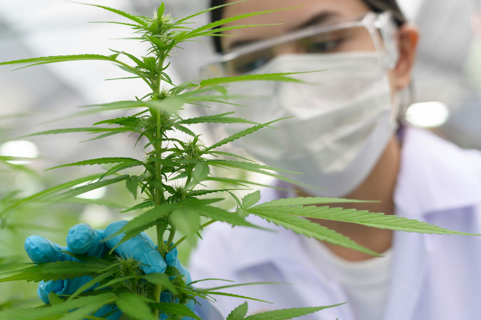 Nếu đầu tư 5.000 USD vào Tilray hồi năm 2018, đây là số tiền bạn sẽ có hôm nay