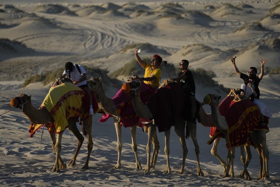 Cơn sốt “lạc đà” bùng nổ tại Qatar
