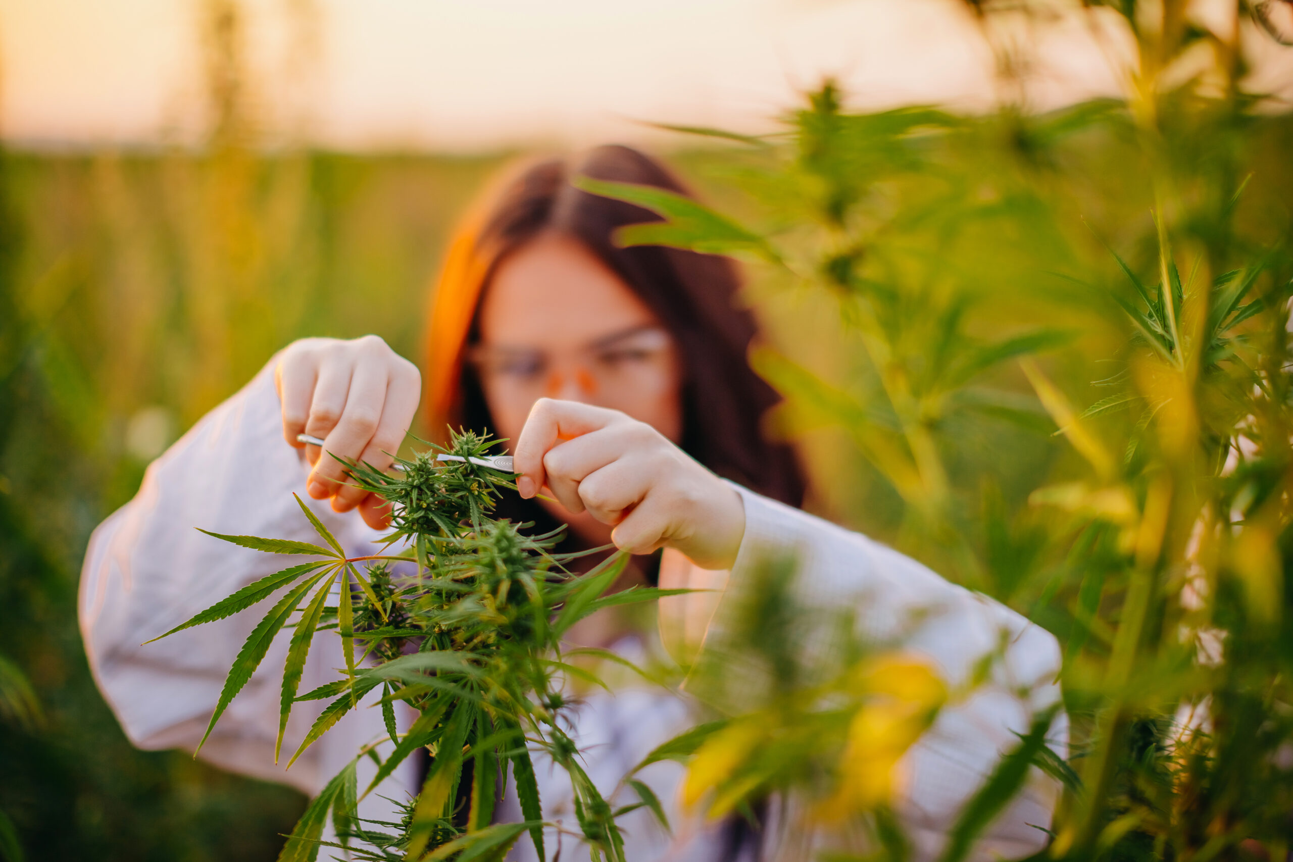 Cổ phiếu Tilray có đáng mua ở thời điểm hiện tại?